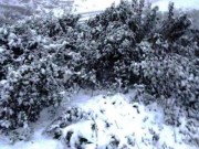 Tin tức - Băng giá xuất hiện ở các huyện miền núi Nghệ An