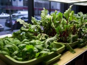 Nhà đẹp - 14 loại rau, củ, quả lý tưởng trồng trong nhà