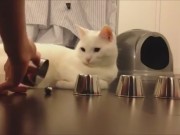 Clip Eva - Chú mèo thông minh nhất trái đất