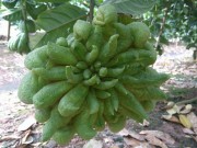 Nhà đẹp - Người dân Đắc Sở "canh" phật thủ hơn canh vàng