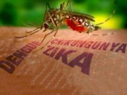 Tin tức - Việt Nam lên phương án đối phó với virus Zika gây teo não