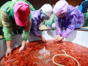 Tin tức - Chợ cá chép đỏ lớn nhất Thủ đô trước ngày Táo quân