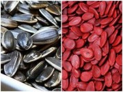 Sức khỏe - Những lưu ý khi mua hạt dưa, hạt hướng dương dịp Tết