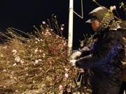 Tin tức - Chợ hoa đào đêm nhộn nhịp ngày cuối năm