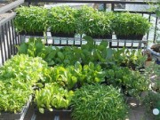Nhà đẹp - 10 lỗi phổ biến khi trồng rau thơm và thảo mộc tại nhà