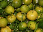 Sức khỏe - Giải rượu khi quá chén