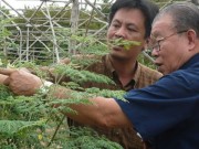 Tin tức - Gặp lại người từng đề xuất gộp Tết âm với Tết dương