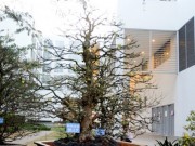 Tin tức - Ngỡ ngàng ngắm cây cảnh bạc tỷ ở chợ hoa Sài Gòn