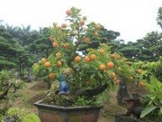 Mua sắm - Giá cả - Ngắm bon sai đu đủ giá chục triệu chơi Tết