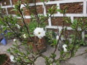 Nhà đẹp - Ngắm nhất chi mai 12 năm tuổi "ngửa tay xin lộc trời"