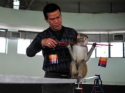 Tin tức - Năm Thân gặp người huấn luyện xiếc khỉ