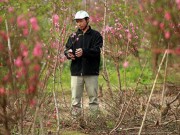 Tin tức - Đào Nhật Tân nở muộn, người trồng xót xa cắt bỏ