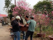 Tin tức - Đào 'khủng' nườm nượp về vườn sau Tết