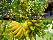 Nhà đẹp - Sai lầm khi xử lý quả phật thủ, quất cảnh sau Tết