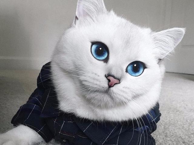 Ngắm chú mèo có đôi mắt đẹp nhất thế giới