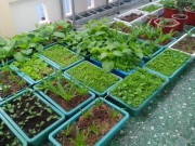 Nhà đẹp - Ông bố trẻ trồng trăm thùng rau sạch cho vợ, cho con