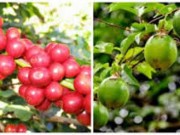 Mua sắm - Giá cả - Lại chặt cà phê, trồng chanh để bán cho Trung Quốc