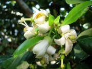 Sức khỏe - Tác dụng ít ngờ tới của hoa bưởi