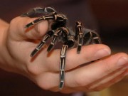 Sức khỏe - Triển vọng thuốc giảm đau giống nọc độc nhện