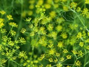 Làm mẹ - Truyện cổ tích: Sự tích cây Thì Là