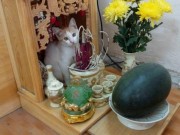 Nhà đẹp - Những chú mèo thích trèo bàn thờ "buôn hoa quả"