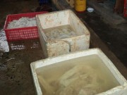 Tin tức - Ớn lạnh thịt trâu bò tẩy ướp hóa chất