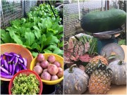 Nhà đẹp - Ghen tị vườn rau, trái khủng của mẹ Việt ở Malaysia