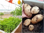 Nhà đẹp - Kinh nghiệm 4 năm trồng rau thùng xốp của đôi vợ chồng trẻ