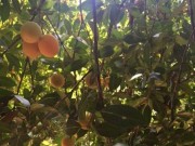 Mua sắm - Giá cả - Thanh trà miền Tây mất mùa, giá tăng gấp 3