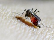 Tin tức - Xét nghiệm 3 trường hợp nghi ngờ nhiễm virus Zika ở Hà Nội