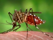 Tin tức - Hàn Quốc công bố trường hợp nhiễm virus zika đầu tiên