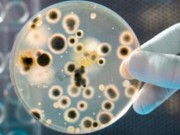 Sức khỏe - Thiết bị phát hiện vi khuẩn sinh sôi trong thực phẩm