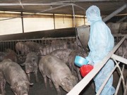 Mua sắm - Giá cả - Đau đầu với chất tạo nạc trong gà Mỹ, bò Úc