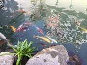 Nhà đẹp - Cao Thái Sơn khoe hồ cá mới to như bể bơi