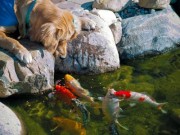 Nhà đẹp - Cá chép Koi nhả ngọc phun châu, tiền vô như nước