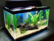 Nhà đẹp - Mẹo vệ sinh bể cá cảnh sạch và đẹp