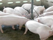 Tin tức - Phạt 30 triệu đồng hai trại heo dùng chất cấm