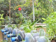 Tin tức - Bất ngờ vườn thực vật bằng vật liệu tái chế của học sinh