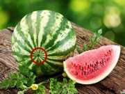 Nhà đẹp - Chọn chuẩn dưa hấu cái cho quả to, ít hạt