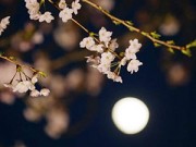 Xem ăn chơi - Đẹp mê hồn sắc hoa anh đào nở rộ trên đất Nhật Bản
