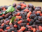 Bếp Eva - Tháng 4, mùa dâu tằm chín mọng