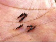 Sức khỏe - Những điều cấm kị trong cách xử lý kiến ba khoang