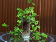Nhà đẹp - Trồng khoai lang lớn nhanh như thổi ngay tại nhà