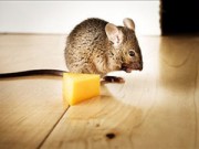 Nhà đẹp - Bốn bước hiệu quả cho nhà chẳng còn chuột gặm nhấm