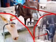 Clip Eva - Trâu biết mở cửa, bò tự bơm nước uống