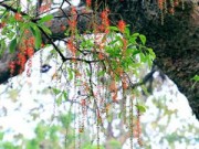 Tin tức - Lộc vừng "trải thảm" bên Hồ Gươm