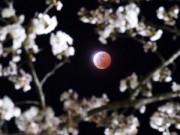 Tin tức - Chiêm ngưỡng 'mặt trăng máu' tuyệt đẹp trên khắp thế giới