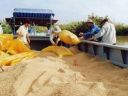 Mua sắm - Giá cả - Xuất khẩu gạo sang TQ: Coi chừng sôi động giả