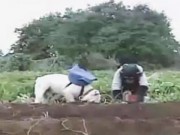 Clip Eva - Chú chó và khỉ nổi tiếng Nhật Bản: Phần 1 - Đi đào khoai lang