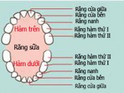 Làm mẹ - Trình tự mọc răng và cách vệ sinh răng miệng cho trẻ